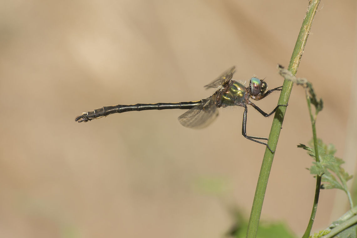 Oxygastra curtisii Oxygastra curtisii, adult male. Orange-spotted emerald,Oxygastra curtisii,animalia,anisoptera,corduliidae,dragonfly,habitats directive,insects,odonata