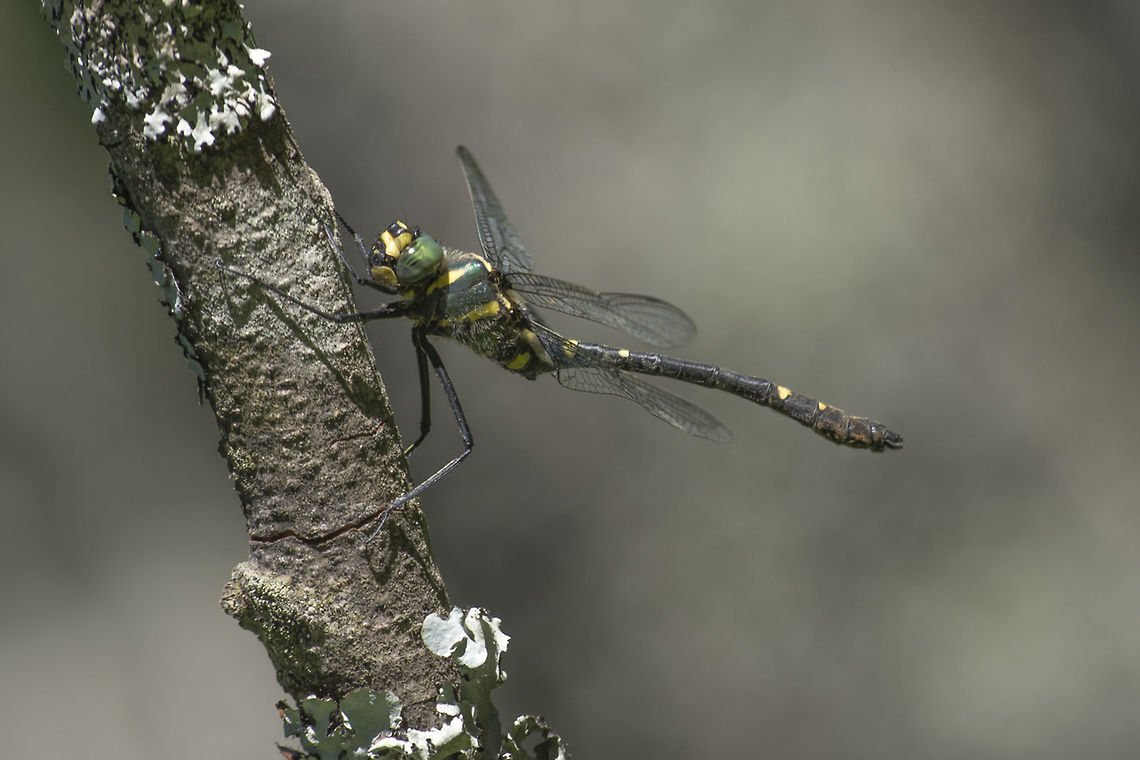 Macromia splendens Macromia splendens, adult male. Protected species for the Habitats Directive. Macromia splendens,animalia,anisoptera,dragonfly,habitats directive,insects,macromia splendens,macromiidae,odonata