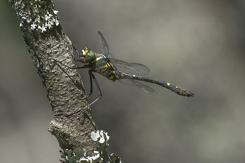 Macromia splendens Macromia splendens, adult male. Protected species for the Habitats Directive. Macromia splendens,animalia,anisoptera,dragonfly,habitats directive,insects,macromia splendens,macromiidae,odonata