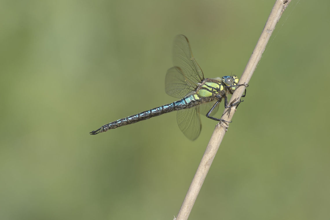 Brachytron pratense Brachytron pratense, male. The only representative species for the Genre Brachytron. Brachytron pratense,Hairy dragonfly,animalia,anisoptera,biodiversity,brachytron,brachytron pratense,dragonfly,insects,odonata