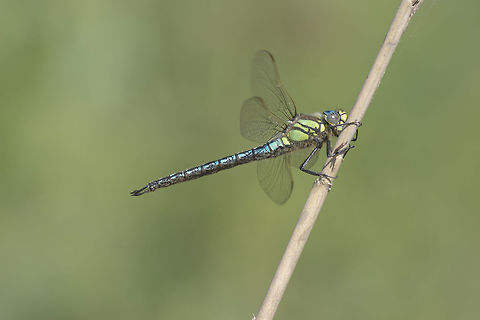 Brachytron pratense Brachytron pratense, male. The only representative species for the Genre Brachytron. Brachytron pratense,Hairy dragonfly,animalia,anisoptera,biodiversity,brachytron,brachytron pratense,dragonfly,insects,odonata