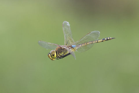 Anax ephippiger Anax ephippiger, male in flight. Aeshnidae,Anax ephippiger,Vagrant emperor,animalia,anisoptera,biodiversity,insects,nomad,nomad dragonflies,odonata