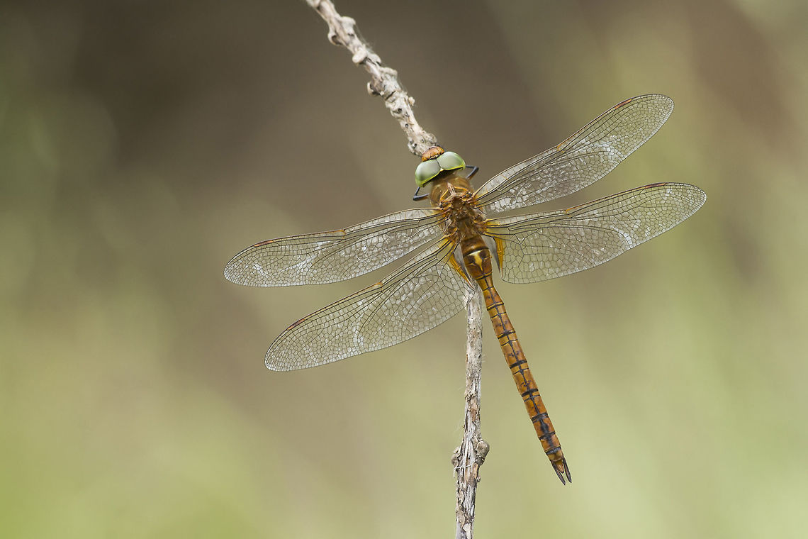 Aeshna isoceles Aeshna isoceles, adult male. Aeshna isoceles,Aeshnidae,Green-eyed hawker,anisoptera,biodiversity,insects,odonata