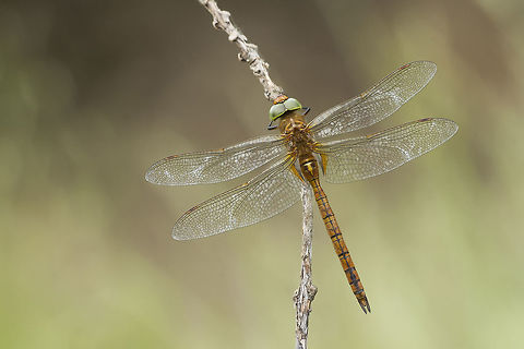 Aeshna isoceles Aeshna isoceles, adult male. Aeshna isoceles,Aeshnidae,Green-eyed hawker,anisoptera,biodiversity,insects,odonata