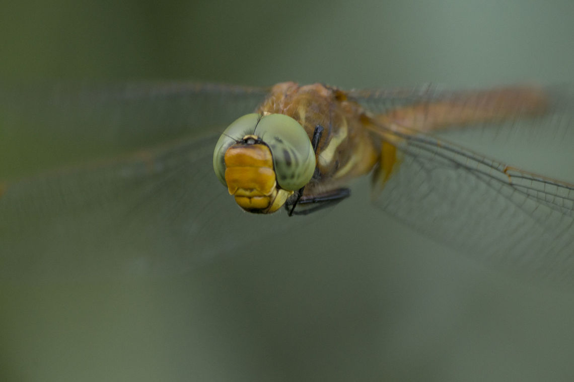 Aeshna isoceles Aeshna isoceles, male close-up in flight.  Aeshna isoceles,Aeshnidae,Dragonfly,Green-eyed hawker,anisoptera,biodiversity,insects,odonata