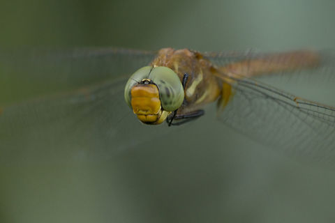 Aeshna isoceles Aeshna isoceles, male close-up in flight.  Aeshna isoceles,Aeshnidae,Dragonfly,Green-eyed hawker,anisoptera,biodiversity,insects,odonata