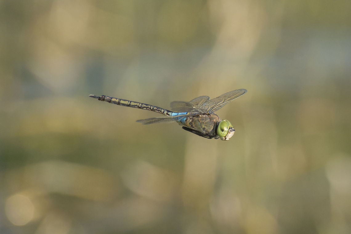 Anax parthenope Anax parthenope, adult male in flight.<br />
<br />
Bellow the link to an animated GIF of a male Anax parthenope in flight, captured this year, 2015:<br />
<a href="http://cdn.makeagif.com/media/10-16-2015/u8ZiK3.gif" rel="nofollow">http://cdn.makeagif.com/media/10-16-2015/u8ZiK3.gif</a> Aeshnidae,Anax parthenope,Lesser emperor,anisoptera,biodiversity,insects,odonata