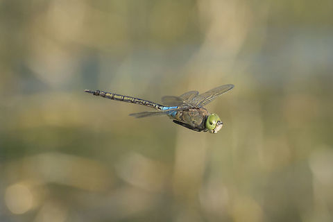 Anax parthenope Anax parthenope, adult male in flight.

Bellow the link to an animated GIF of a male Anax parthenope in flight, captured this year, 2015:
http://cdn.makeagif.com/media/10-16-2015/u8ZiK3.gif Aeshnidae,Anax parthenope,Lesser emperor,anisoptera,biodiversity,insects,odonata
