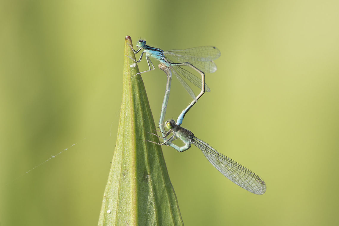 Ischnura pumilio Ischnura pumilio, mating wheel.  Ischnura pumilio,Scarce blue-tailed damselfly,biodiversity,coenagrionidae,damselfly,insects,odonata,zygoptera