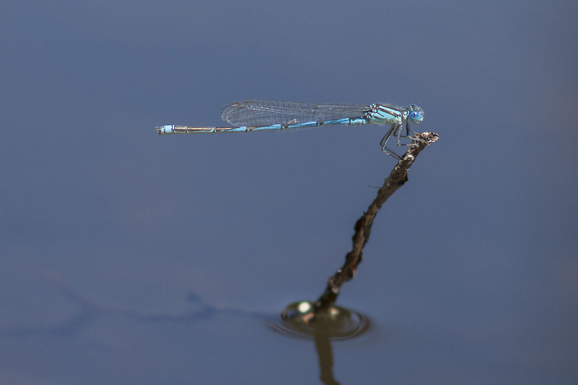 Erythromma lindenii Erythromma lindenii, adult male. Erythromma lindenii,Goblet-marked damselfly,arthropoda,biodiversity,coenagrionidae,damselfly,insecta,insects,odonata,zygoptera