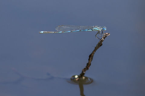 Erythromma lindenii Erythromma lindenii, adult male. Erythromma lindenii,Goblet-marked damselfly,arthropoda,biodiversity,coenagrionidae,damselfly,insecta,insects,odonata,zygoptera