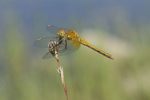 Sympetrum flaveolum Sympetrum flaveolum, sub-adult. Sympetrum flaveolum,Yellow-winged darter,anisoptera,biodiversity,insects,libellulidae,odonata,summer