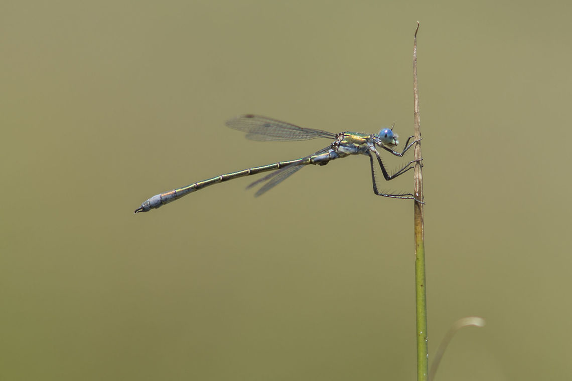 Lestes dryas Lestes dryas, adult male. Lestes dryas,animalia,biodiversity,insects,lestes dryas,lestidae,odonata,zygoptera