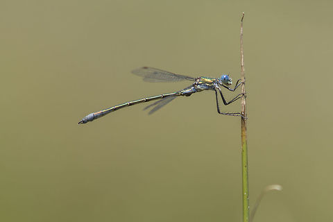 Lestes dryas Lestes dryas, adult male. Lestes dryas,animalia,biodiversity,insects,lestes dryas,lestidae,odonata,zygoptera