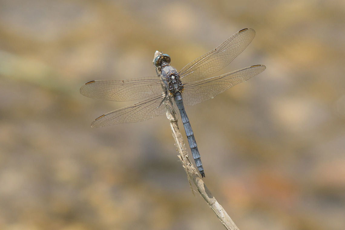 Orthetrum chrysostigma Orthetrum chrysostigma, adult (old) male showing the characteristic signs of age, such as the bluish-grey pruinosis. Orthetrum chrysostigma,animalia,anisoptera,biodiversity,insects,libellulidae,odonata,orthetrum chrysostigma