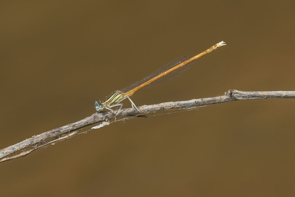 Platycnemis acutipennis Platycnemis acutipennis, adult male. Orange Featherleg,Platycnemidae,Platycnemis acutipennis,animalia,biodiversity,insects,odonata,zygoptera