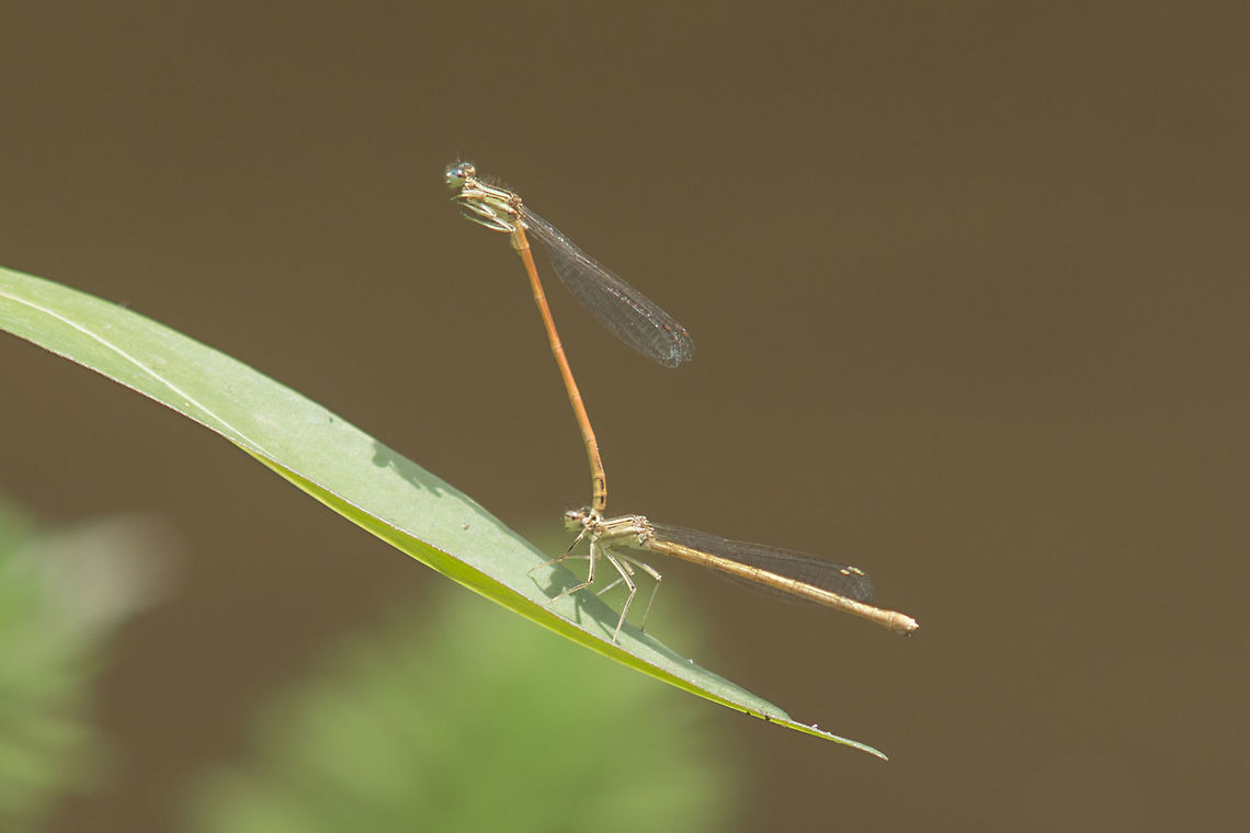Platycnemis acutipennis Platycnemis acutipennis, coupling.  Orange Featherleg,Platycnemidae,Platycnemis acutipennis,animalia,biodiversity,insects,odonata,zygoptera