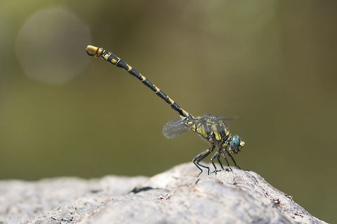 Onychogomphus uncatus Onychogomphus uncatus, adult male. Onychogomphus uncatus,animalia,anisoptera,biodiversity,gomphidae,insects,odonata
