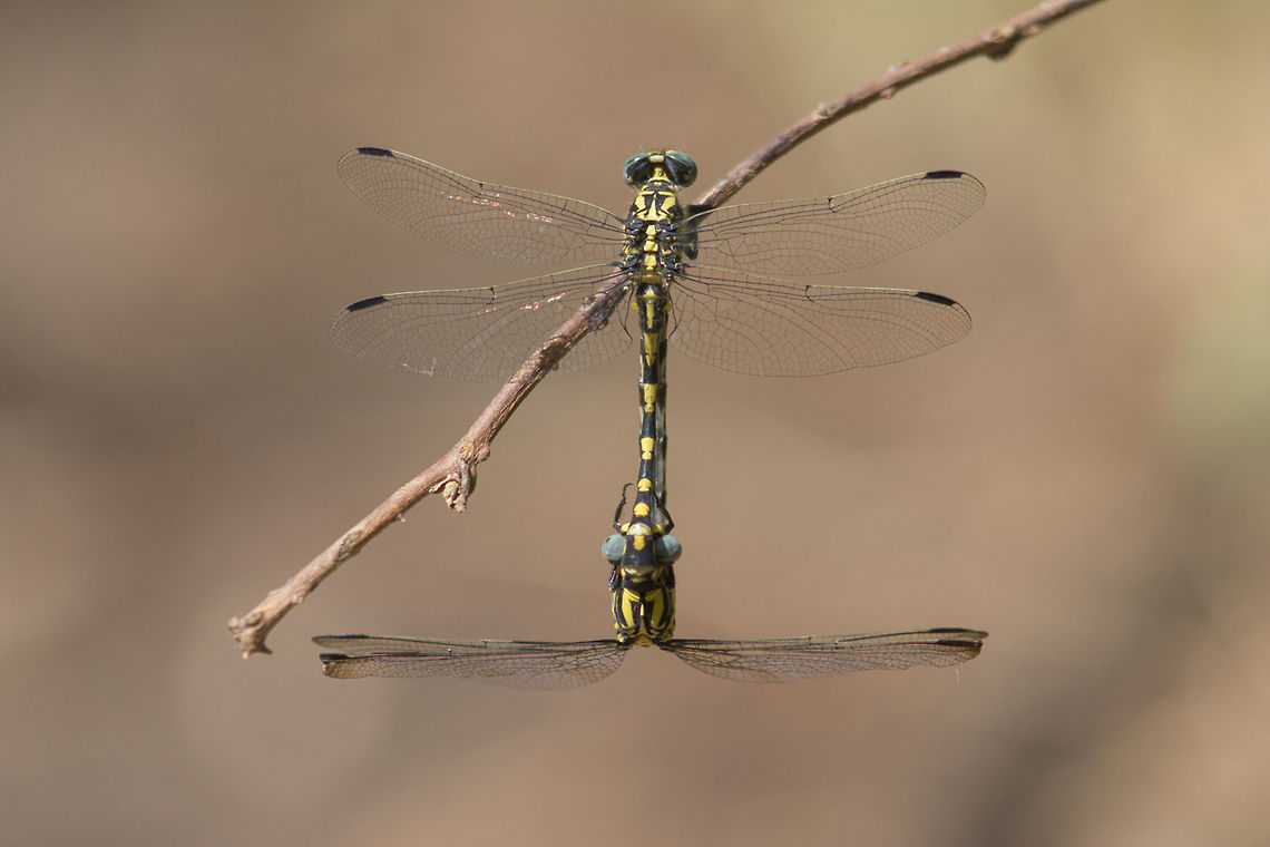 Onychogomphus uncatus Onychogomphus uncatus, coupling. Onychogomphus uncatus,animalia,anisoptera,biodiversity,gomphidae,insects,odonata