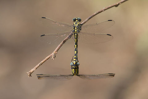 Onychogomphus uncatus Onychogomphus uncatus, coupling. Onychogomphus uncatus,animalia,anisoptera,biodiversity,gomphidae,insects,odonata