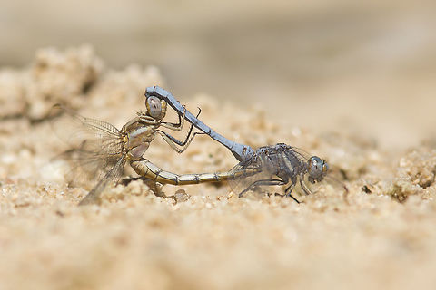 Orthetrum chrysostigma Orthetrum chrysostigma, copulation, mating ring. Libellulidae,Orthetrum chrysostigma,animalia,anisoptera,biodiversity,insects,odonata,orthetrum chrysostigma