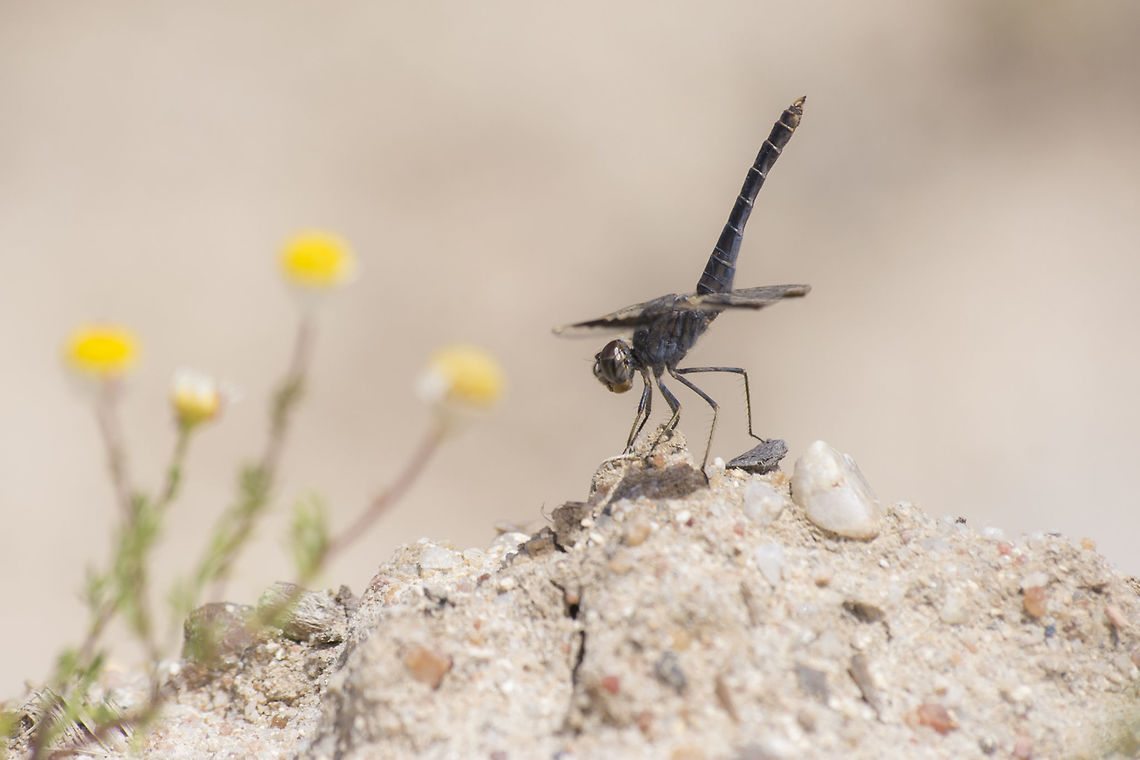 Brachythemis impartita Brachythemis impartita, male in obelisk position, loosing heat over hot sands. Arthropoda,Brachythemis impartita,Northern Banded Groundling,animalia,anisoptera,biodiversity,insects,libellulidae,odonata