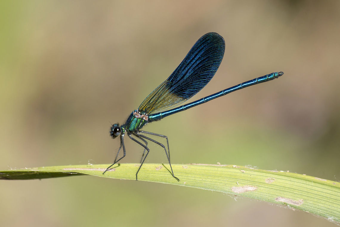 Calopteryx xanthostoma Calopteryx xanthostoma, adult male. Calopteryx xanthostoma,Western demoiselle,animalia,biodiversity,calopterygidae,damselfly,insects,odonata,zygoptera