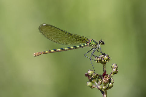 Calopteryx xanthostoma Calopteryx xanthostoma, adult female. Calopteryx xanthostoma,Western demoiselle,animalia,biodiversity,calopterygidae,damselfly,insects,odonata,zygoptera