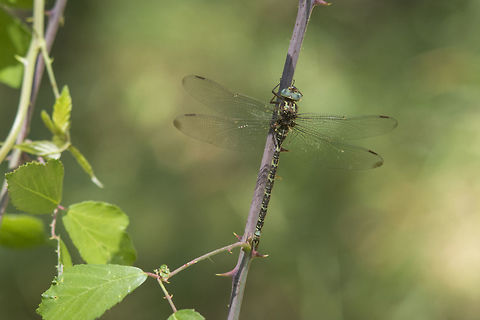 Boyeria irene Boyeria irene, adult male, the "dragonfly of the shadows''... Aeshnidae,Animalia,Anisoptera,Boyeria irene,Odonata,Western spectre,biodiversity,insects
