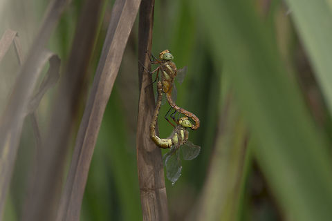 Aeshna isoceles Aeshna isoceles, mating wheel. Still a mystery to figure why this species is still active and alive in middle autumn. This observation is a very late record for the species. Probably there were two generations this year. First of early May, second from August or even from early September. Next year, will be the year for answers.  Aeshna isoceles,Green-eyed hawker,aeshnidae,animalia,anisoptera,biodiversity,insects,odonata