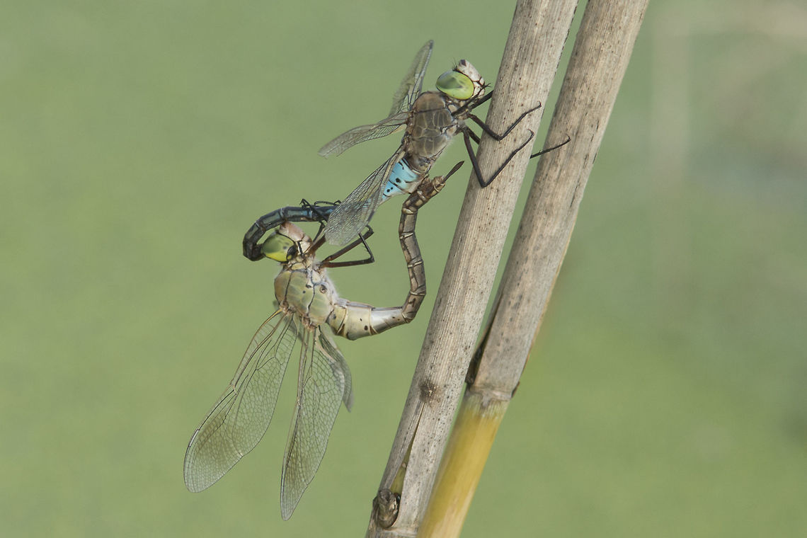 Anax parthenope Anax parthenope, mating wheel, coupling. Female bellow shows the basis of the right eye damage. Anax parthenope,Lesser emperor,aeshnidae,animalia,anisoptera,biodiversity,insects,odonata