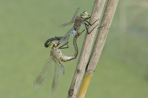 Anax parthenope Anax parthenope, mating wheel, coupling. Female bellow shows the basis of the right eye damage. Anax parthenope,Lesser emperor,aeshnidae,animalia,anisoptera,biodiversity,insects,odonata