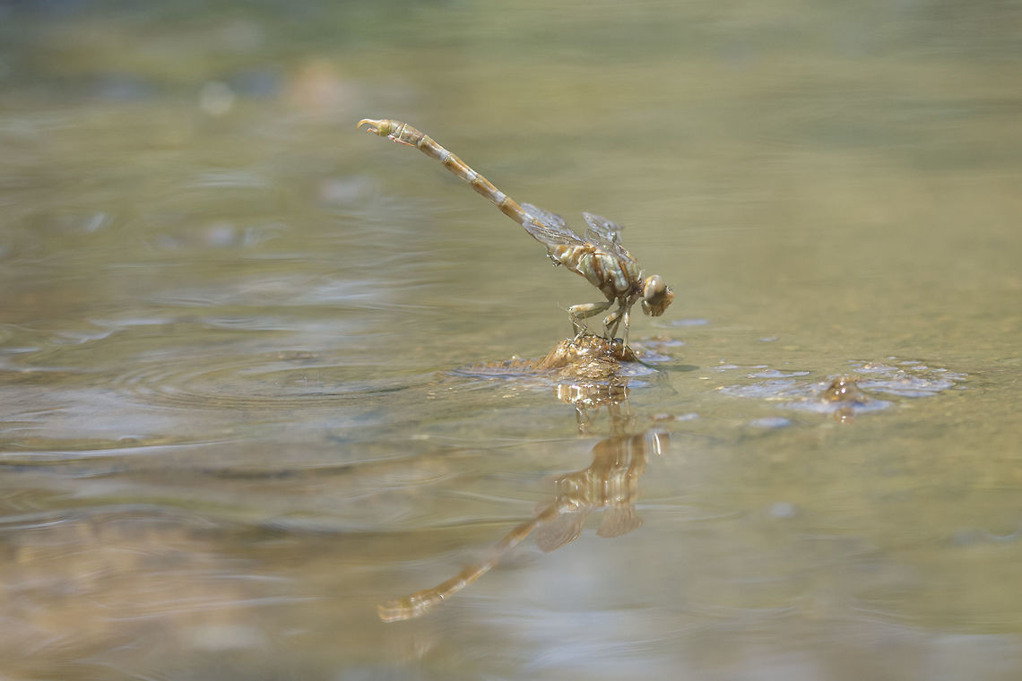 Paragomphus genei Paragomphus genei, male emergence. Bellow is visible the exuviae. Paragomphus genei,animalia,anisoptera,biodiversity,gomphidae,insects,odonata