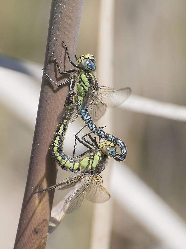 Brachytron pratense Brachytron pratense, copulation. Brachytron pratense,Hairy dragonfly,aeshnidae,animalia,anisoptera,biodiversity,brachytron pratense,insects,mating wheel,odonata