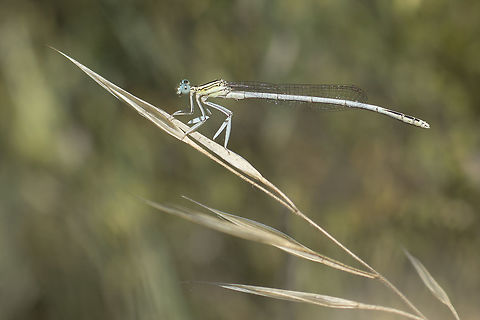 Platycnemis latipes Platycnemis latipes, adult male. Platycnemidae,Platycnemis latipes,White featherleg,animalia,biodiversity,insects,odonata,zygoptera