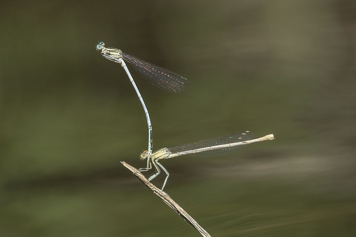 Platycnemis latipes Platycnemis latipes, oviposition Platycnemidae,Platycnemis latipes,White featherleg,animalia,biodiversity,insects,odonata,zygoptera