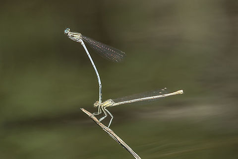 Platycnemis latipes Platycnemis latipes, oviposition Platycnemidae,Platycnemis latipes,White featherleg,animalia,biodiversity,insects,odonata,zygoptera