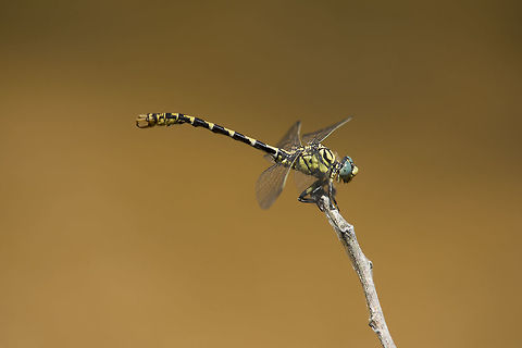Onychogomphus forcipatus Onychogomphus forcipatus, adult male Onychogomphus forcipatus,Small Pincertail