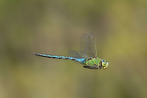 Anax imperator Anax imperator, adult male in flight. Anax imperator,Emperor Dragonfly,aeshnidae,animalia,anisoptera,biodiversity,insects,odonata