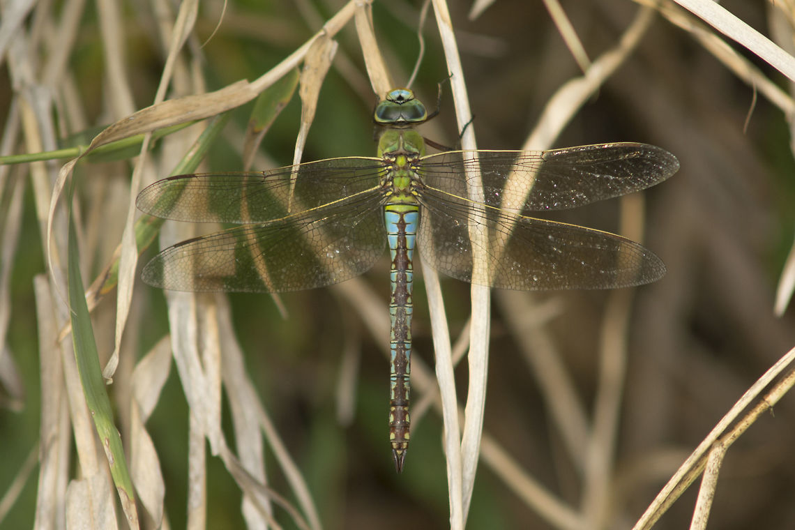 Anax imperator Anax imperator, adult (old) female Anax imperator,Emperor Dragonfly,aeshnidae,animalia,anisoptera,biodiversity,insects,odonata