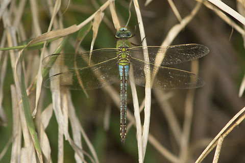 Anax imperator Anax imperator, adult (old) female Anax imperator,Emperor Dragonfly,aeshnidae,animalia,anisoptera,biodiversity,insects,odonata