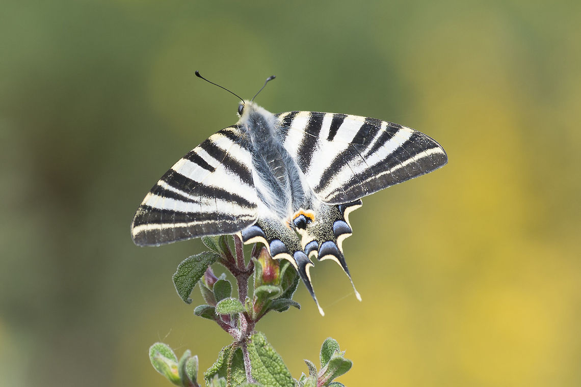 iphiclides feisthamelii iphiclides feisthamelii. Arthropoda,Iphiclides feisthamelii,Papilionidae,Rhopalocera,biodiversity,insecta,lepidoptera
