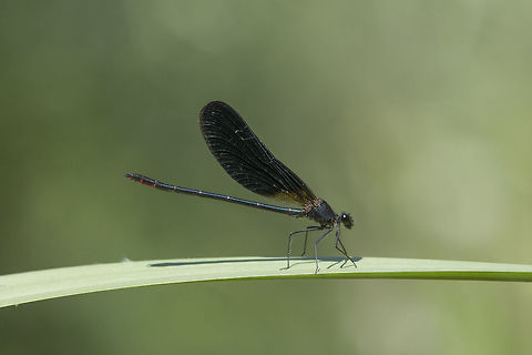 calopteryx haemorrhoidalis Adult Male Calopteryx haemorrhoidalis Arthropoda,Calopteryx haemorrhoidalis,Copper demoiselle,biodiversity,calopterygidae,damselfly,insecta,odonata,zygoptera