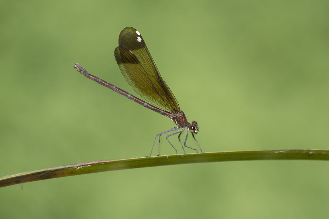 Calopteryx haemorrhoidalis Calopteryx haemorrhoidalis, adult female. Calopterygidae,Calopteryx haemorrhoidalis,Copper demoiselle,animalia,biodiversity,insects,odonata,zygoptera