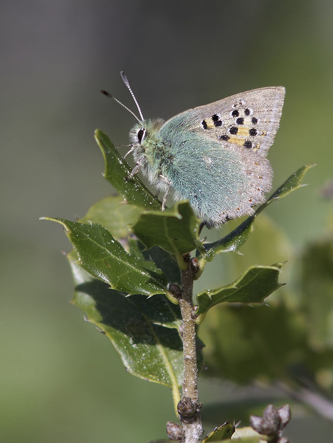 Tomares ballus Tomares ballus, male. Tomares ballus,arthropoda,biodiversity,insects,lepidoptera,lycaenidae