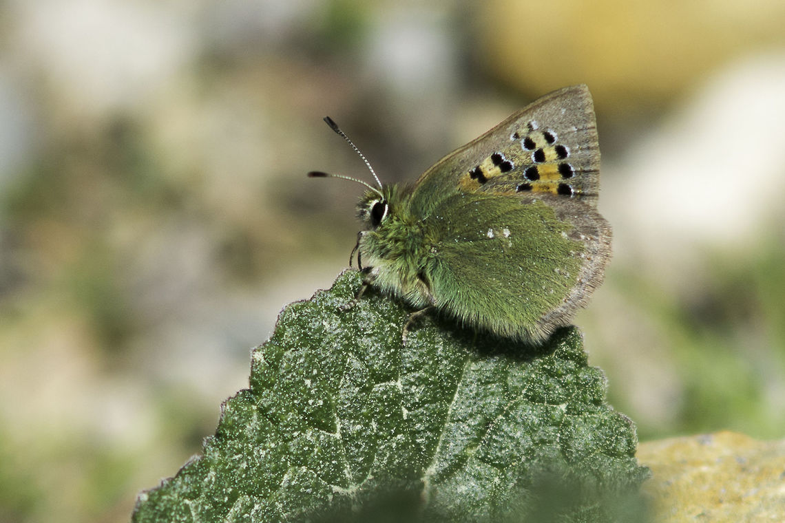 Tomares ballus Tomares ballus, female. Tomares ballus,arthropoda,biodiversity,insects,lepidoptera,lycaenidae