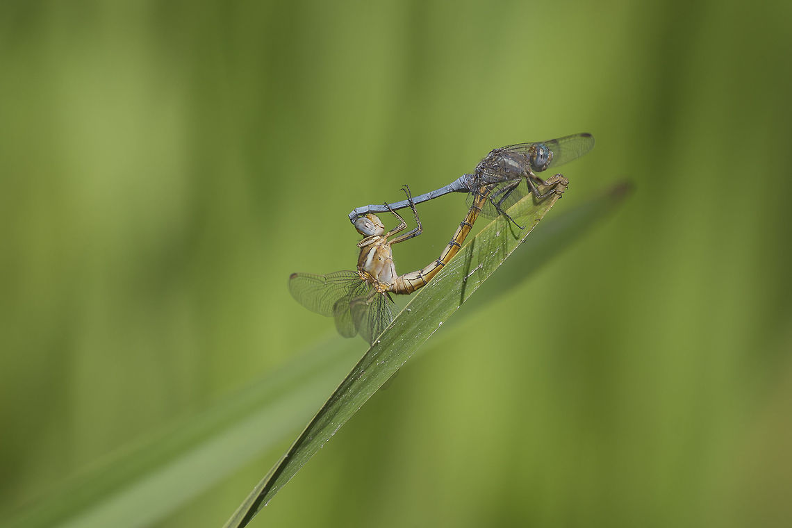 Orthetrum chrysostigma Orthetrum chrysostigma, mating wheel. Epaulet skimmer,Libellulidae,Orthetrum chrysostigma,animalia,anisoptera,biodiversity,insects,odonata