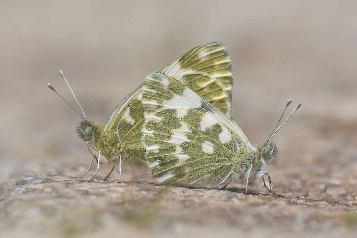 Pontia daplidice Pontia daplidice. Bath White,Pontia daplidice,Rhopalocera,arthropoda,biodiversity,insects,lepidoptera,pieridae