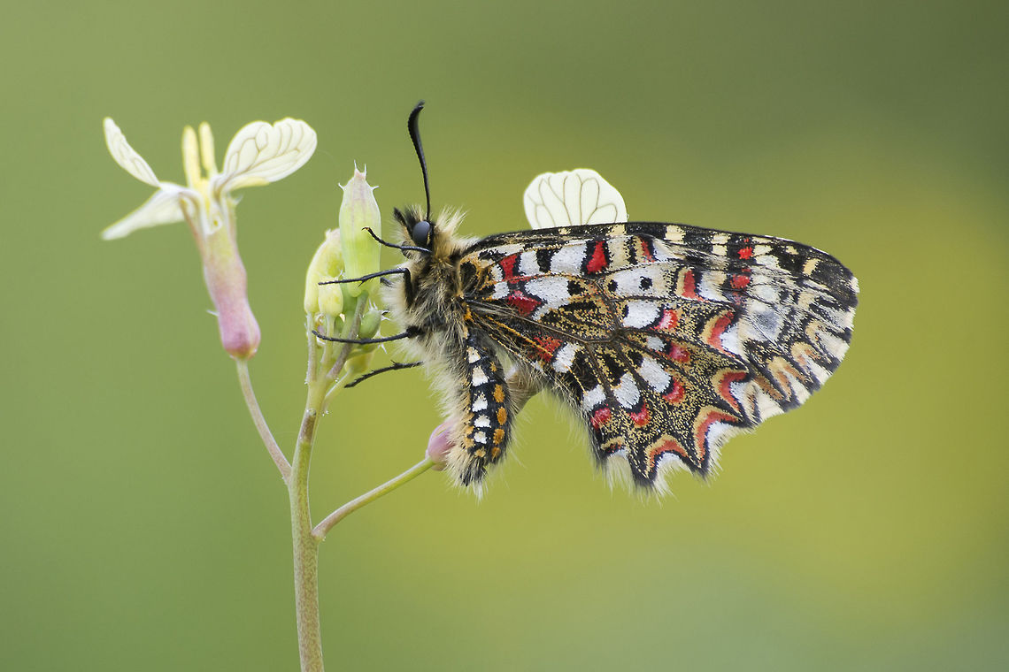 Zerynthia rumina Zerynthia rumina, male. Rhopalocera,Zerynthia rumina,arthropoda,biodiversity,butterfly,insects,lepidoptera,papilionidae
