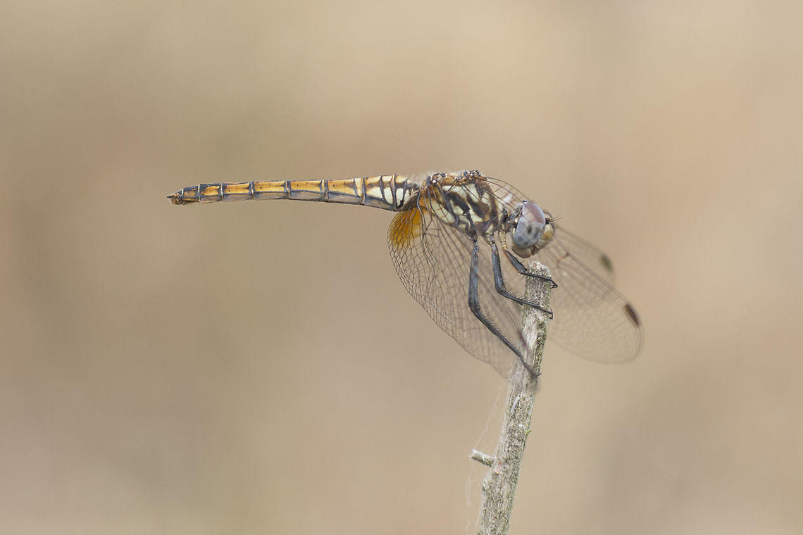 Trithemis annulata Trithemis annual, female. Trithemis annulata,Violet dropwing,animalia,anisoptera,biodiversity,dragonfly,insects,odonata